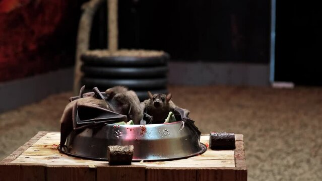 A lot of bats are sitting and eating the watermelon in bowl in the zoo close-up. Flying bat. The brown Egyptian flying dog. Hunting. Concept of hungry competition and animals fight for survival. 4K.