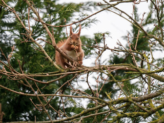 Red Squirrel feeding ina Tree
