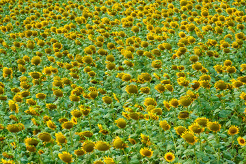 sunflowers in the farm crowded