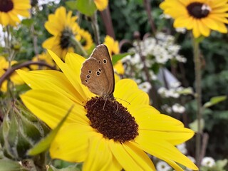 Der Schmetterling auf der Blume symbolisiert die Flüchtigkeit des Augenblicks und die Schönheit der Natur.