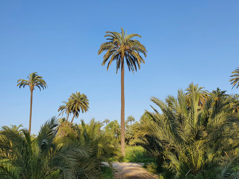 Vega Baja del Segura - El Palmeral de Orihuela