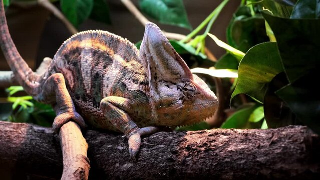 Yemeni chameleon is sitting on the tree branch in a zoo park and moving eye looking around. Animal in terrarium. Closeup. Chamaeleo calyptratus. Exotic fauna. Disguise of a chameleon in brown colors.