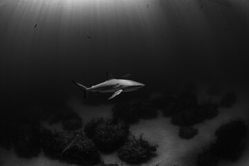 Black and white Caribbean Reef shark