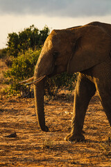 Elefant in der Landschaft von Kenia bei Sonnenaufgangsstimmung