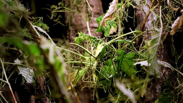 A lot of green stick insects or Phasmids camouflage on tree. Phasmatodea or Phasmatoptera. Walking stick insects, stick-bugs, bug sticks or ghost insect. Zoo terrarium. Breeding of exotic home pets.