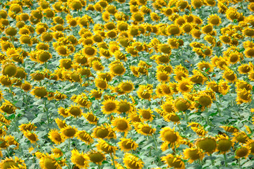 sunflowers in the farm crowded