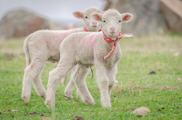 Lambs staring at camera