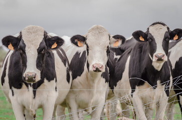 Cows staring at camera
