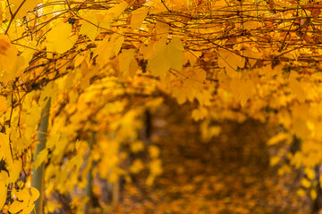 A vineyard in the autumn with beautiful orange leaves