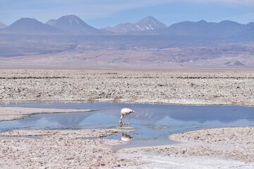 Laguna Chaxa