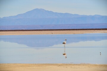 Salar de Atacama