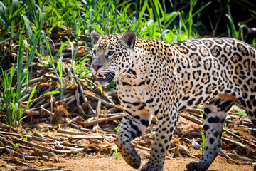 A jaguar scanning the river bank in pantanal (looking for preys)