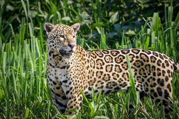 A jaguar scanning the river bank in pantanal (looking for preys)