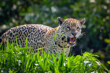 A jaguar scanning the river bank in pantanal (looking for preys)