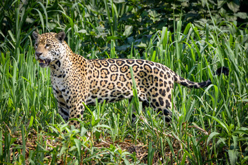 A jaguar scanning the river bank in pantanal (looking for preys)