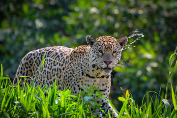 A jaguar scanning the river bank in pantanal (looking for preys)