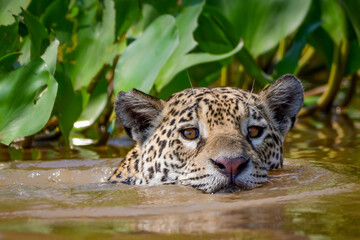 A jaguar swimming at Pantanal, Brazil.