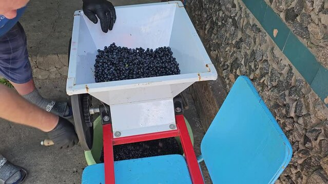 The process of making homemade grape wine. The winemaker grinds the grapes in a special crusher for loading into a hydraulic press.
