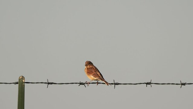 A female common linnet (Linaria cannabina) sitting on barbed wire.