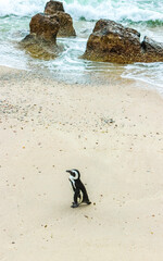 South african penguins colony of spectacled penguins penguin Cape Town.