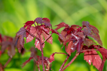 Maple Red Leaves Focused With Green Leaves Blurred Background
