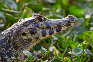 Yacare Caiman