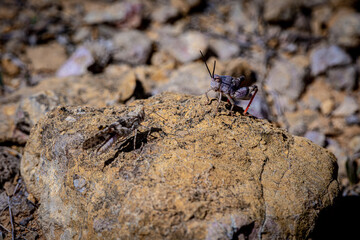 Two bugs insects grasshoppers on a yellow rock looking at each other
