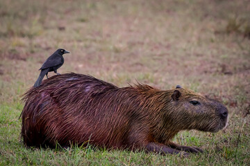 A giant Cowbird (Molothrus oryzivorus) perched on capybara