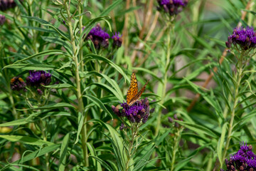 purple flowers in some tall green grass with a butterfly 