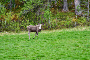 Scandinavian Moose with antlers standing on a meadow