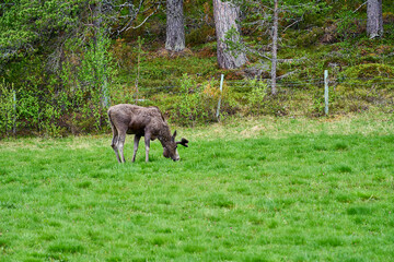 Scandinavian Moose with antlers standing on a meadow