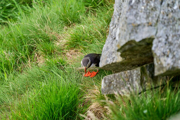 Cute and adorable Puffin, fratercula, on a cliff in Norway.