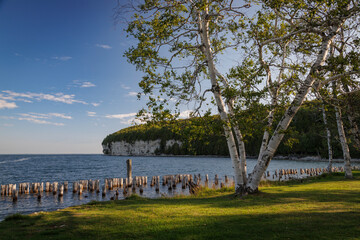 Bay De Noc Birch © Jason