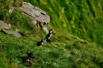 Cute and adorable Puffin, fratercula, on a cliff in Norway.