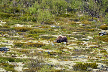 Muskox, Ovibos moschatus, standing in the subarctic tundra