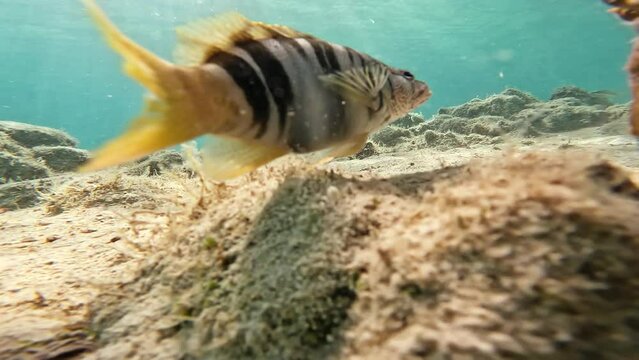 Fish swims on the seabed with sand and rocks