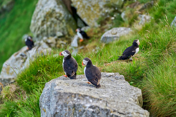 Cute and adorable Puffin, fratercula, on a cliff in Norway.