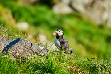 Cute and adorable Puffin, fratercula, on a cliff in Norway.