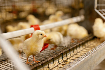 egg factory plant agriculture poultry chicken farm