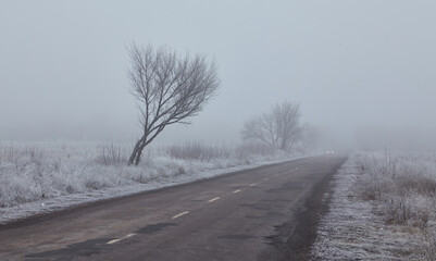 Winter morning with frosted trees, foggy atmosphere, and a disappearing asphalt road.