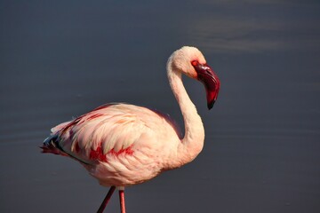 A Lone Lesser flamingo in Lake Nakuru, Kenya