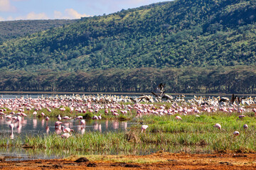 Lake Nakuru is home to large flocks of Flamingos in Kenya - obrazy, fototapety, plakaty