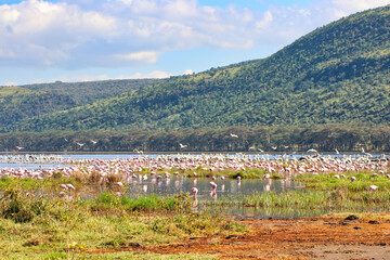 Fototapeta na wymiar Lake Nakuru is home to large flocks of Flamingos in Kenya