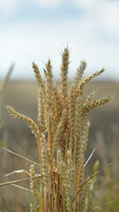 Obraz premium spikelets of golden wheat in the field. Ripe big golden ears of wheat on a yellow background of the field. nature. The idea of a rich summer harvest, agriculture, agro-industrial complex for food.