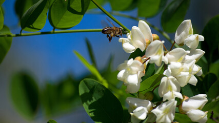 Robinia pseudoacacia. bee on white acacia flowers. spring time. insect in nature. white flowers on a tree branch with green leaves. honey bee collects nectar from flowers.