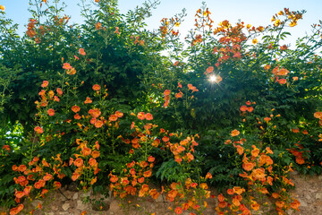 Backlight view of a blooming plant of bignonia with orange flowers in summer, Tuscany, Italy