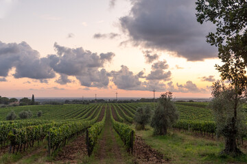 Scenic view of vineyards in the Maremma area at sunset, Bolgheri, Livorno, Tuscany, Italy