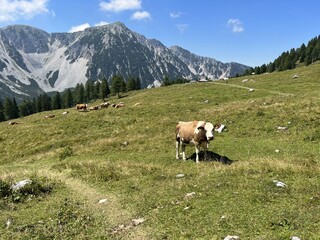 Vache au milieu des montagnes