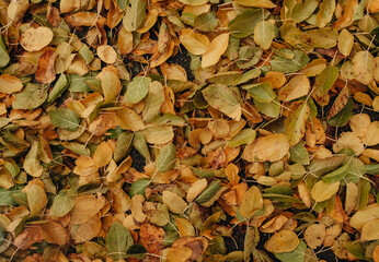 Fallen yellow leaves. Autumn background. Falling leaves.
