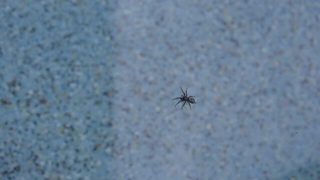This video shows an overhead view of a spider floating above pool water with surface tension.